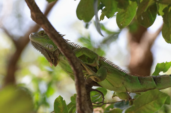Картинка животные Ящерицы +игуаны +вараны игуана дерево