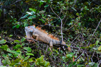 Картинка животные Ящерицы +игуаны +вараны игуана дерево