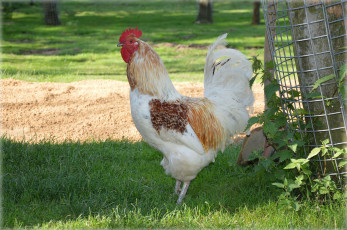 Картинка животные куры +петухи петух