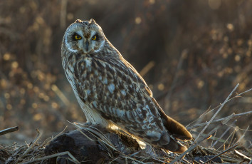 Картинка животные совы сова