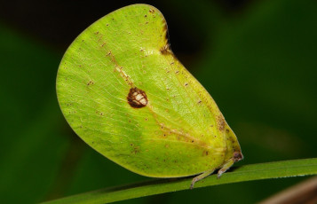 Картинка животные бабочки +мотыльки +моли зелёная бабочка моль макро itchydogimages