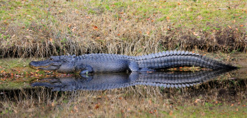 Картинка животные крокодилы крокодил