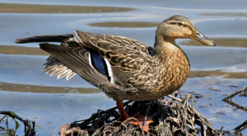 Картинка животные утки утка