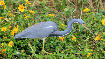 Картинка животные цапли +выпи цапля серая