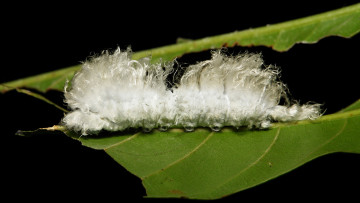 Картинка животные гусеницы itchydogimages макро веточка листья гусеница