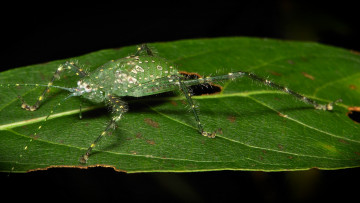 Картинка животные кузнечики +саранча макро itchydogimages кузнечик