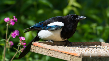 обоя животные, сороки, сорока