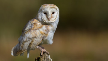 Картинка животные совы сова