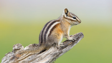 Картинка животные бурундуки бурундучок