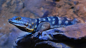 Картинка животные Ящерицы +игуаны +вараны ящерица