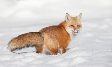 Картинка животные лисы лисичка