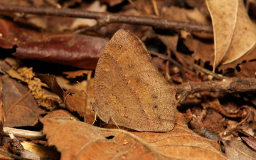 Картинка животные бабочки +мотыльки +моли бабочка насекомое макро itchydogimages усики крылья коричневая