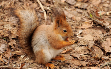 Картинка животные белки орех белка