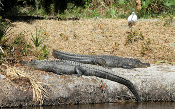 Картинка животные крокодилы крокодил