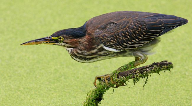 Обои картинки фото животные, цапли,  выпи, выпь