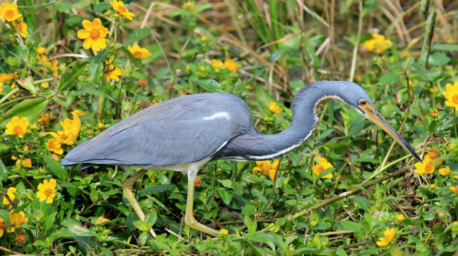 Обои картинки фото животные, цапли,  выпи, цапля, серая