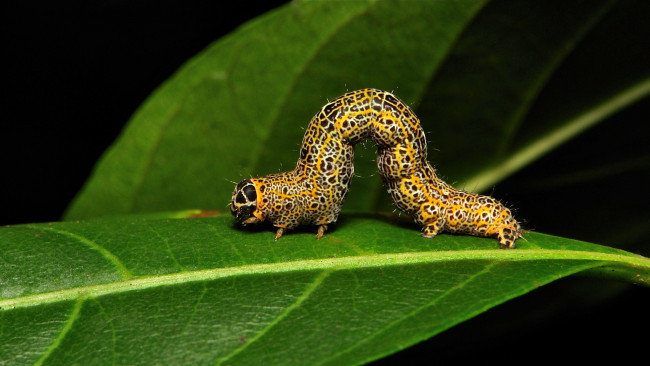 Обои картинки фото животные, гусеницы, itchydogimages, лист, необычная, гусеница, насекомое, макро