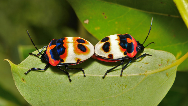 Обои картинки фото животные, насекомые, жук, травинка, макро, лист