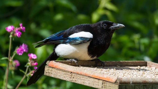 Обои картинки фото животные, сороки, сорока