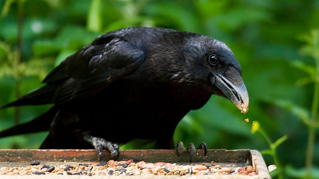 Обои картинки фото животные, вороны,  грачи,  галки, ворон