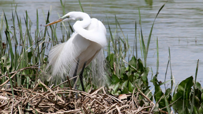 Обои картинки фото животные, цапли,  выпи, белая, цапля