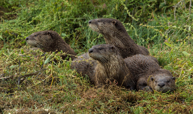 Обои картинки фото животные, выдры,  каланы,  ондатры, семейка