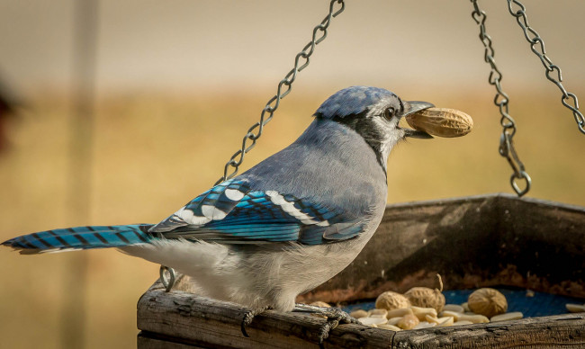 Обои картинки фото животные, сизоворонки , ракши, сизоворонка