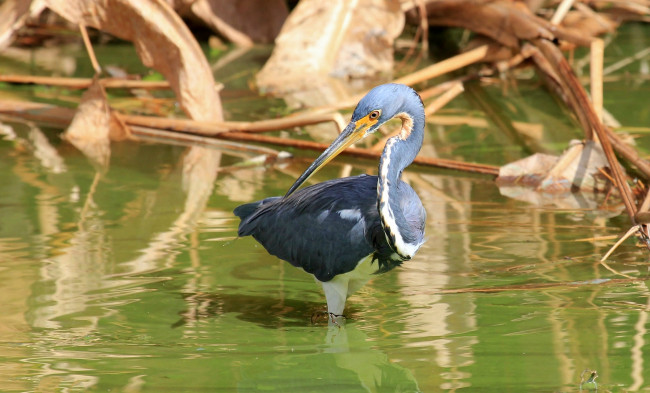 Обои картинки фото животные, цапли,  выпи, цапля, серая