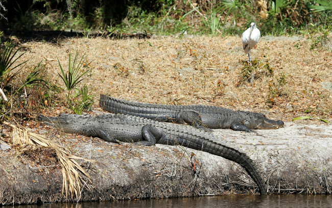 Обои картинки фото животные, крокодилы, крокодил