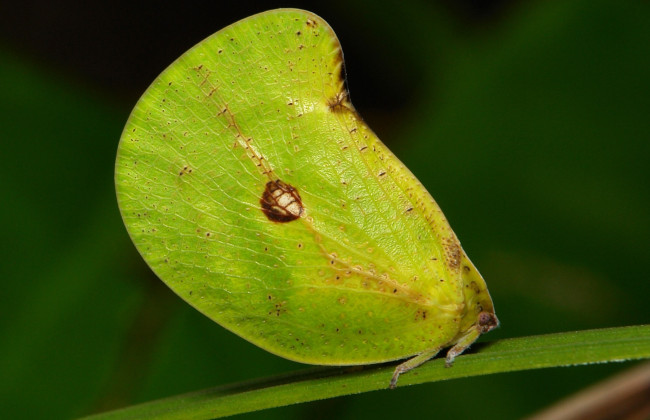 Обои картинки фото животные, бабочки,  мотыльки,  моли, зелёная, бабочка, моль, макро, itchydogimages