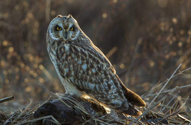 Обои картинки фото животные, совы, сова