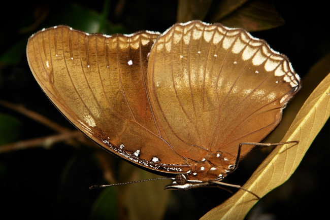 Обои картинки фото животные, бабочки,  мотыльки,  моли, itchydogimages, макро, бабочка, крылья, усики, узор