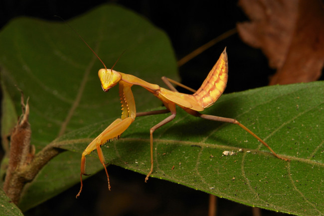 Обои картинки фото животные, богомолы, насекомое, лист, усики, богомол, макро, itchydogimages