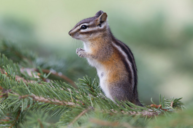 Обои картинки фото животные, бурундуки, бурундучок