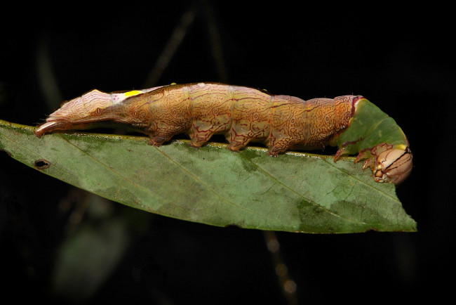 Обои картинки фото животные, гусеницы, itchydogimages, макро, гусеница, лист