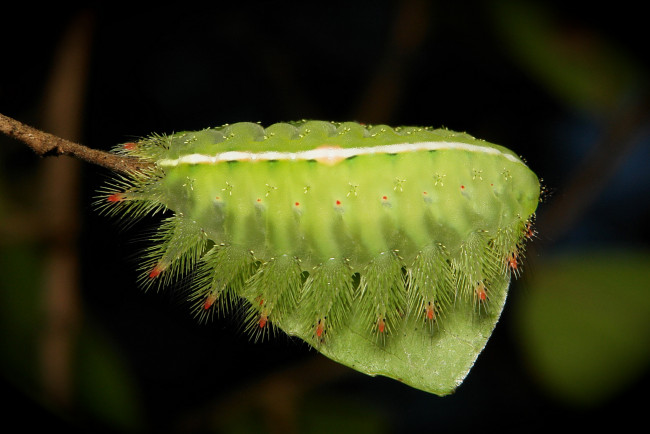 Обои картинки фото животные, гусеницы, макро, itchydogimages, гусеница, лист