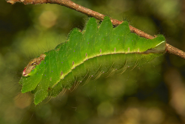 Обои картинки фото животные, гусеницы, веточка, макро, гусеница, itchydogimages