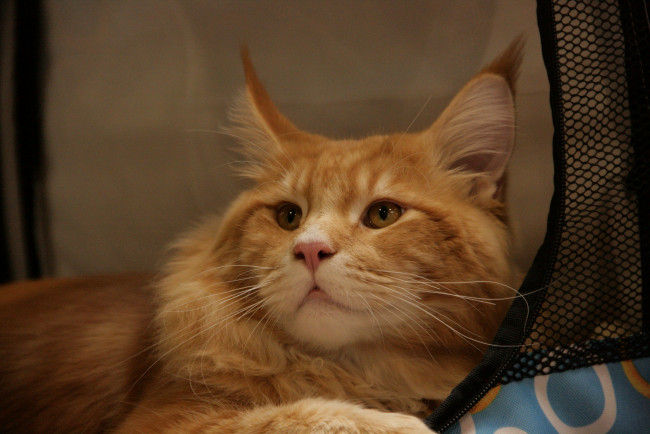 Обои картинки фото животные, коты, кошка, мордочка