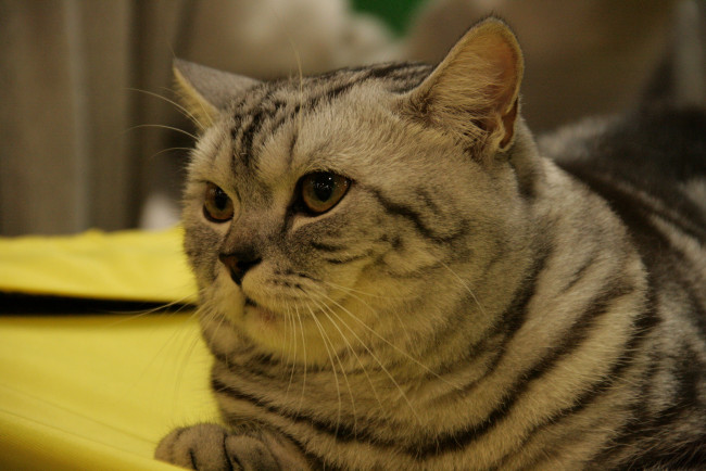 Обои картинки фото животные, коты, мордочка, кошка