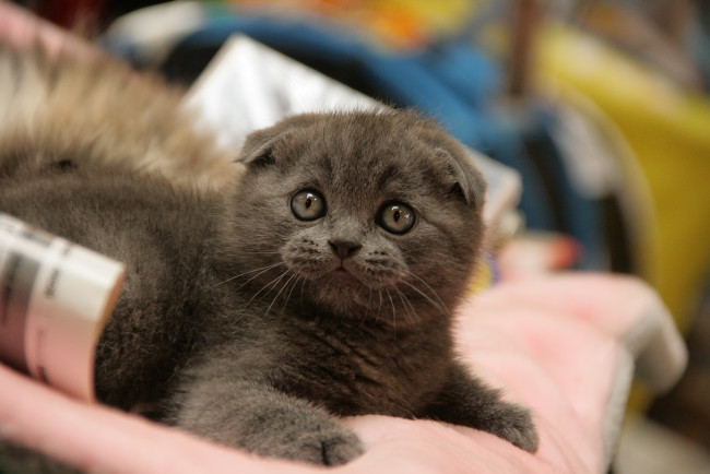 Обои картинки фото животные, коты, мордочка, кошка