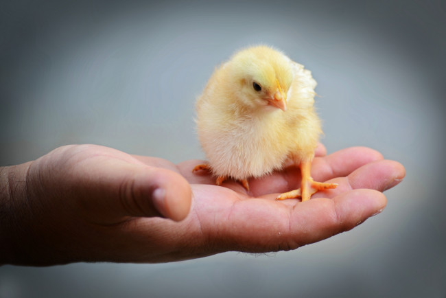 Обои картинки фото животные, куры,  петухи, цыпленок, ладонь