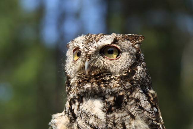 Обои картинки фото животные, совы, сова