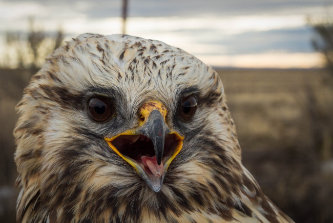 Обои картинки фото животные, птицы - хищники, голова, клюв, глаза