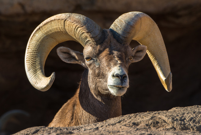 Обои картинки фото животные, козы, архар