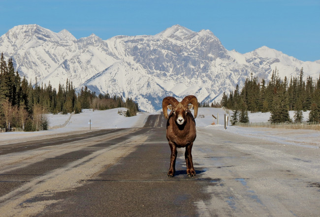 Обои картинки фото животные, овцы,  бараны, дорога, баран