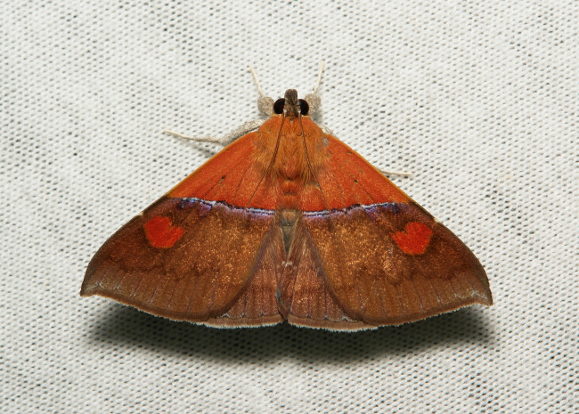 Обои картинки фото животные, бабочки,  мотыльки,  моли, itchydogimages, макро, моль, мотылёк