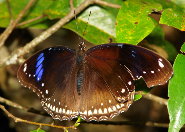 Обои картинки фото животные, бабочки,  мотыльки,  моли, макро, бабочка, крылья, itchydogimages