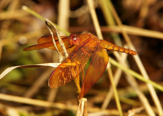 Обои картинки фото животные, стрекозы, itchydogimages, макро, стрекоза, травинка