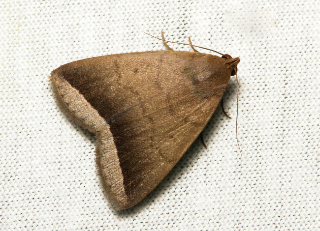 Обои картинки фото животные, бабочки,  мотыльки,  моли, itchydogimages, вязанное, полотно, макро, моль, крылья, усики, узор