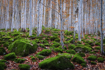 Картинка природа лес деревья камни мох